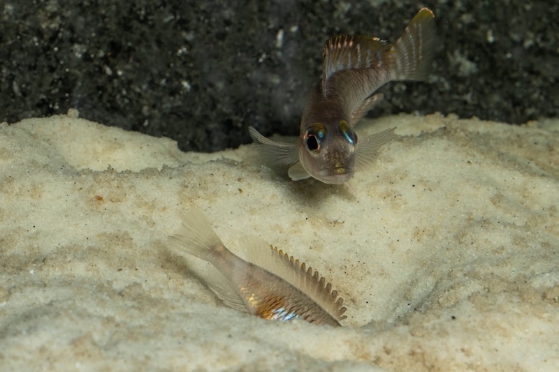 Lamprologus laparogramma 'Namansi'